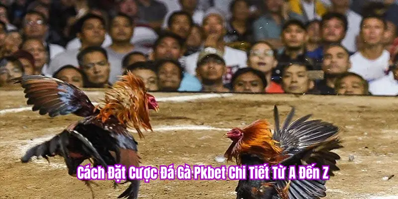 Cách cược đá gà PK BET