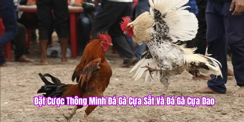 Cách đặt cược thông minh