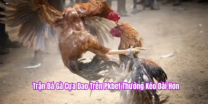 Đá gà cựa dao sát thương cao