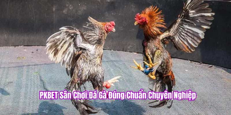 PKBET sân chơi hàng đầu