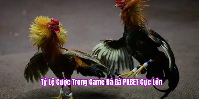 Tỷ lệ cược đá gà