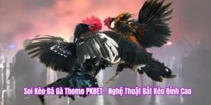 Đá gà Thomo PKBET