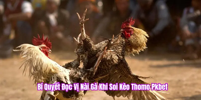 Soi Kèo Đá Gà Thomo PKBET – Nghệ Thuật Bắt Kèo Đỉnh Cao 2 Bí kíp đọc vị nài gà tại PKBET channel