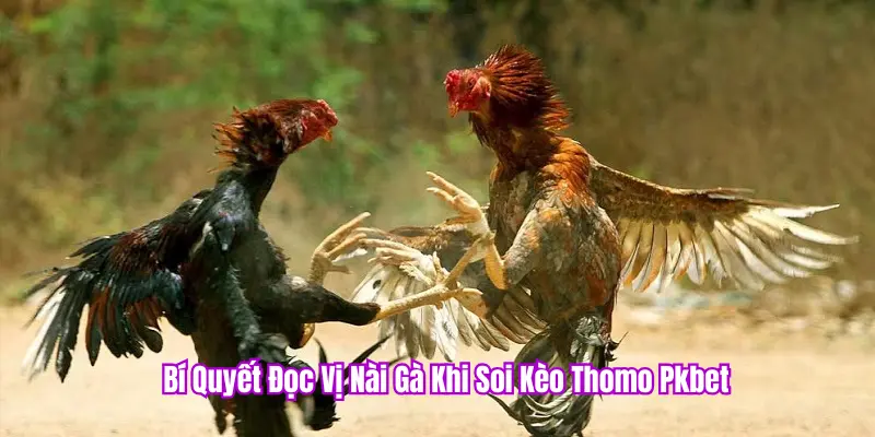 Soi Kèo Đá Gà Thomo PKBET – Nghệ Thuật Bắt Kèo Đỉnh Cao 3 Kết hợp kinh nghiệm để cược chuẩn