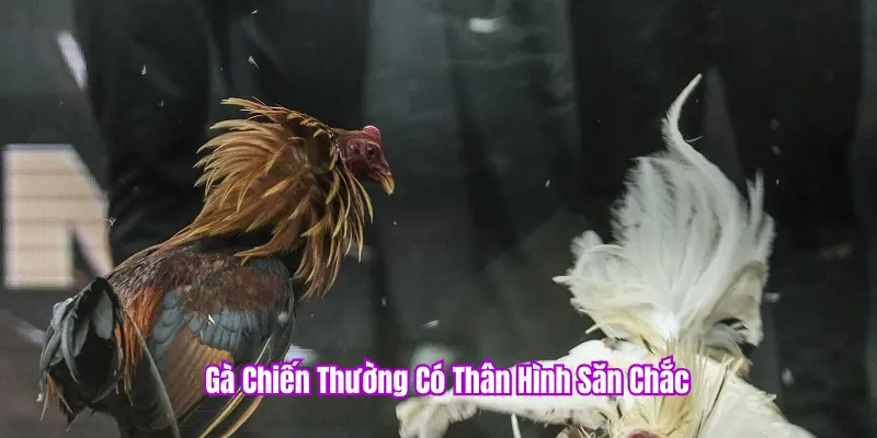 Soi Kèo Đá Gà Thomo PKBET – Nghệ Thuật Bắt Kèo Đỉnh Cao 1 Soi kèo đá gà PKBET