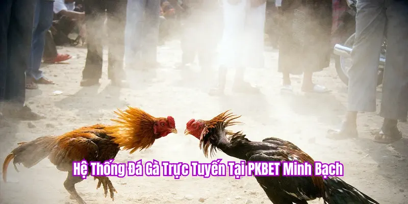 Tin đồn về đá gà PKBET