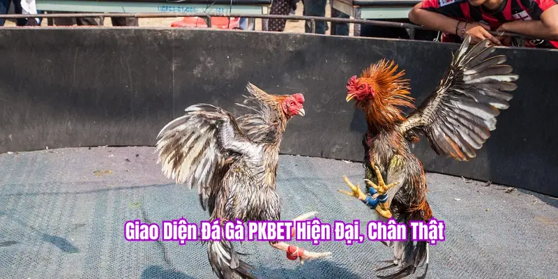 Đá gà PKBET giao diện đẹp